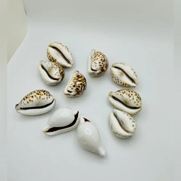 10 Cowrie Tiger & White Sea Shells approximately 2” to 3” or Turtle Shells - Picture 6 of 11